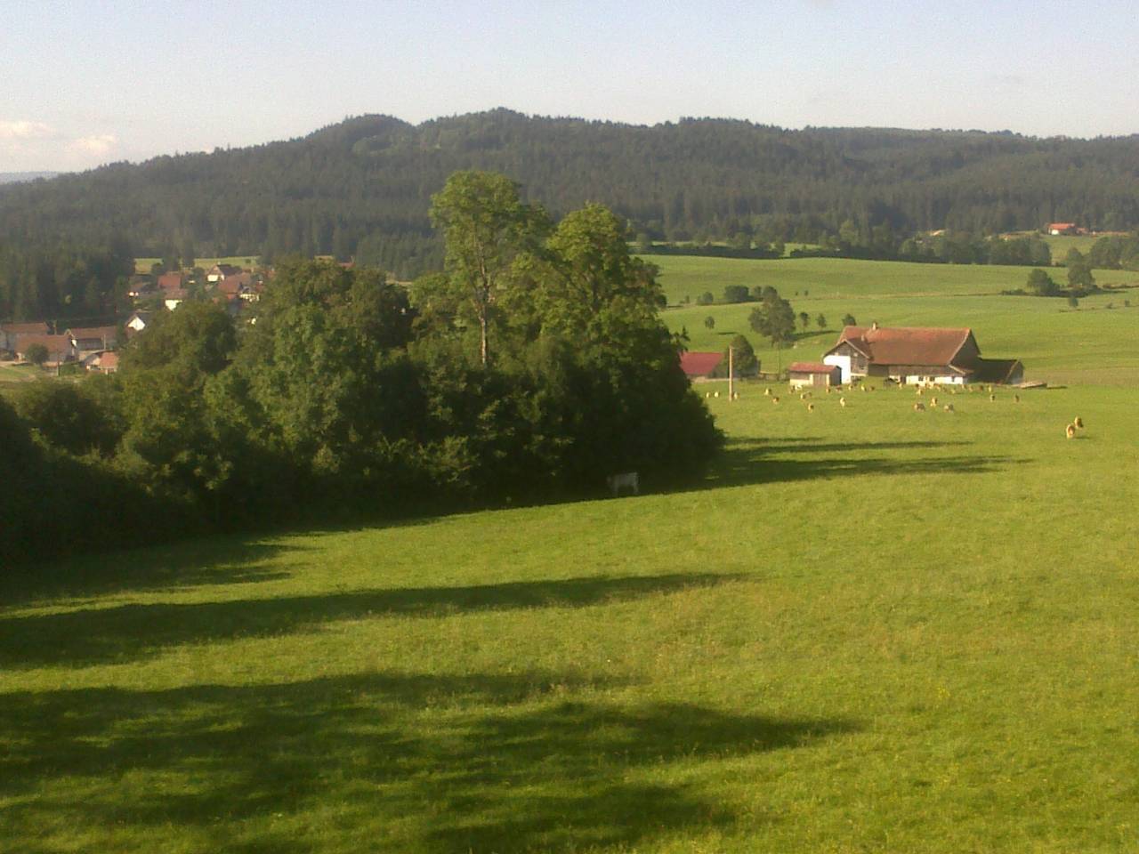 pension chevaux au pr&egrave;s