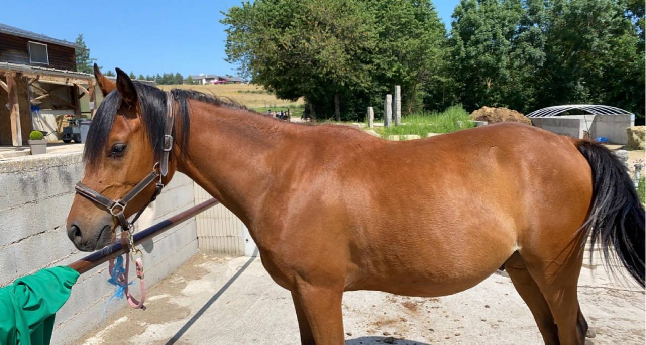 Cheval demi sang arabe de 8ans