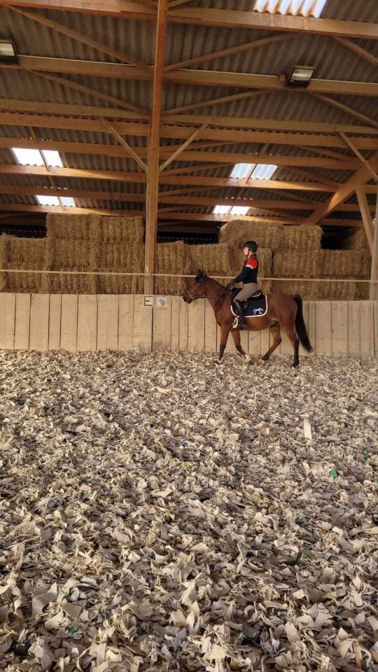 Cheval demi sang arabe de 8ans