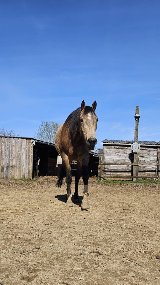 Quarter horse ONC Isabelle 4ans