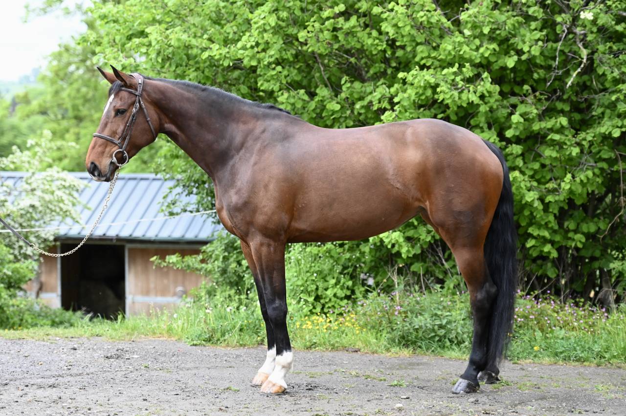 RAPSODIE VD MOLENDREEF 