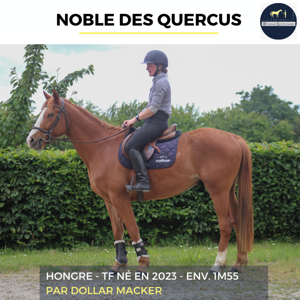 NOBLE DES QUERCUS - TF - 3 ANS
