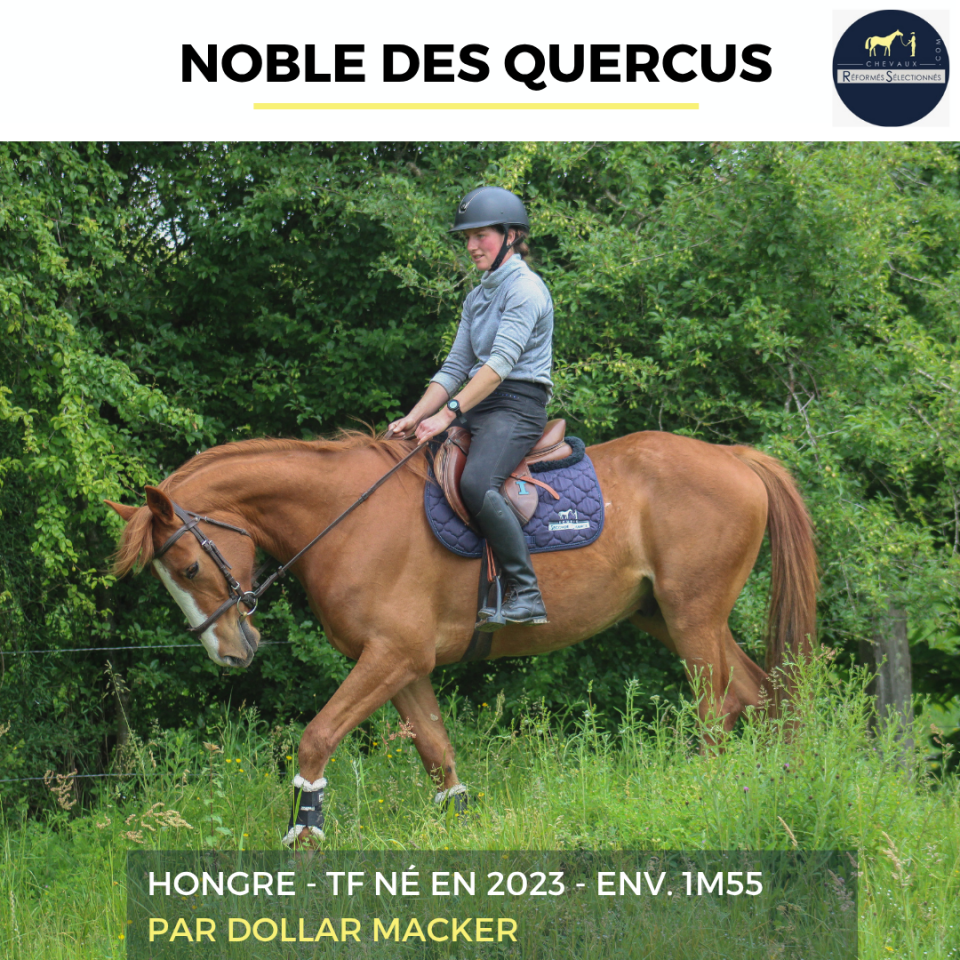 NOBLE DES QUERCUS - TF - 3 ANS