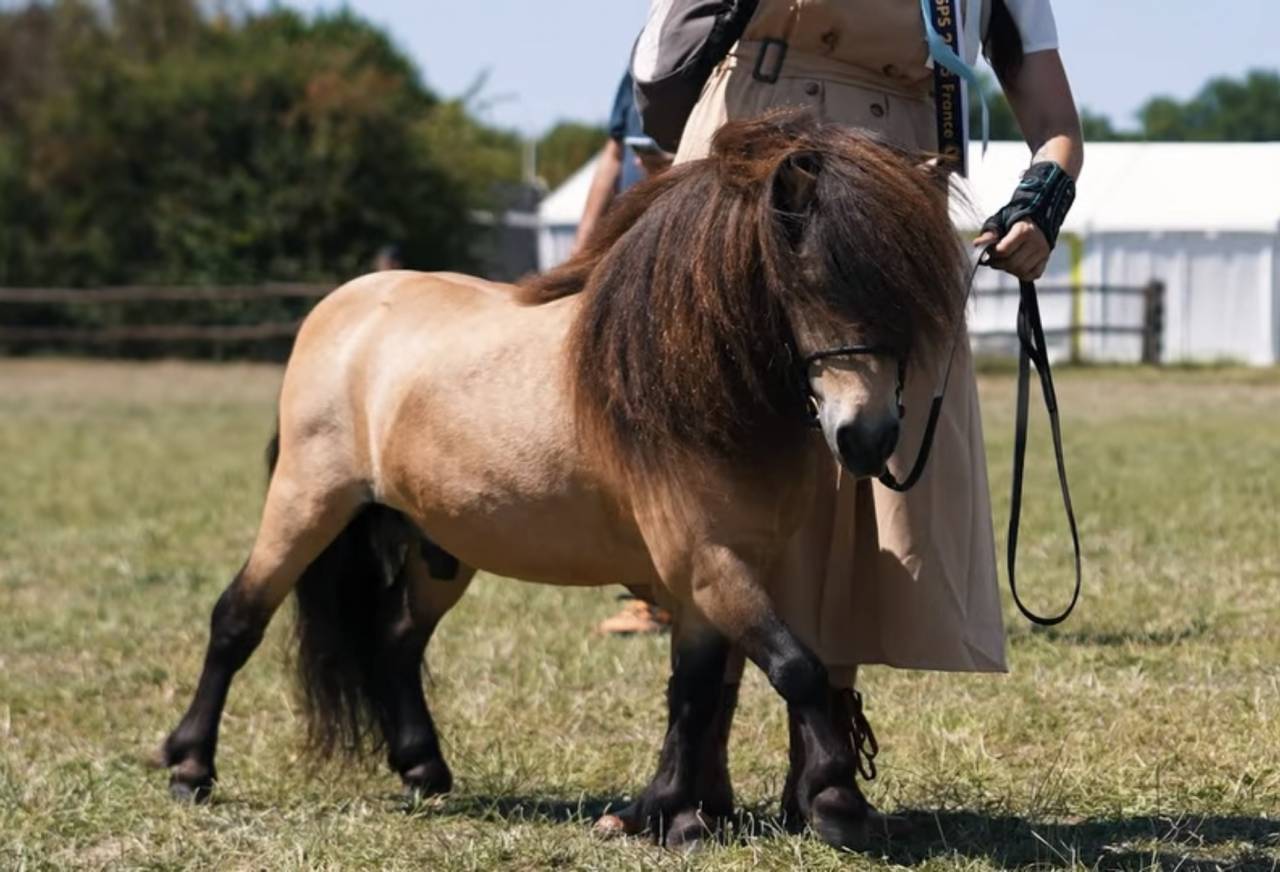 M&acirc;le mini shetland pp