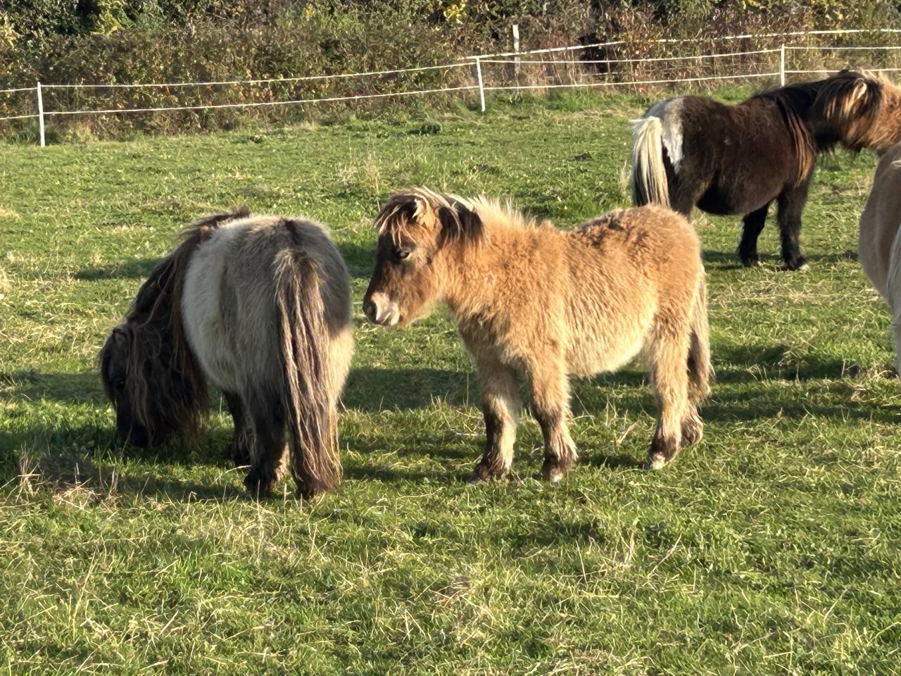 M&acirc;le mini shetland pp