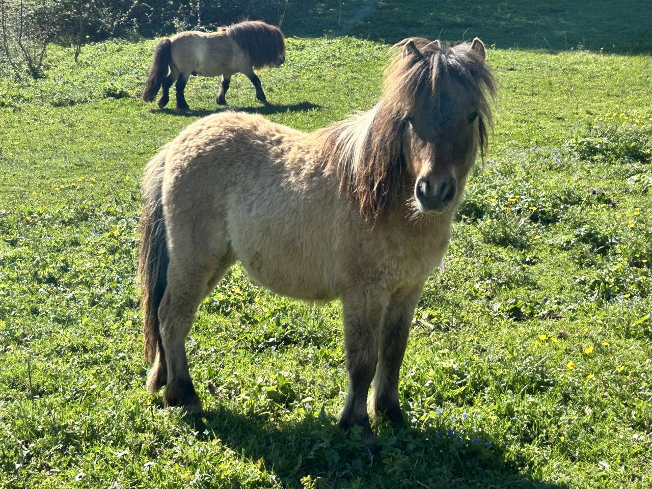 M&acirc;le mini shetland pp