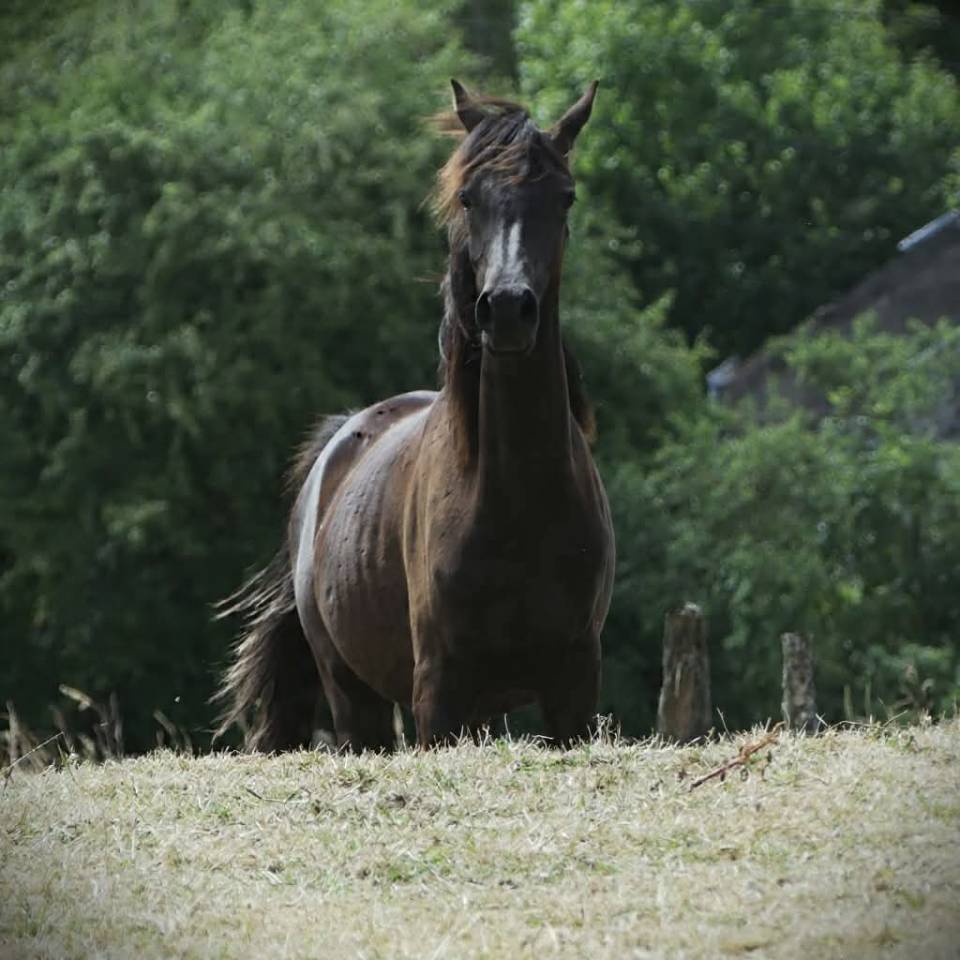 Pouliche noire homozygote 2025