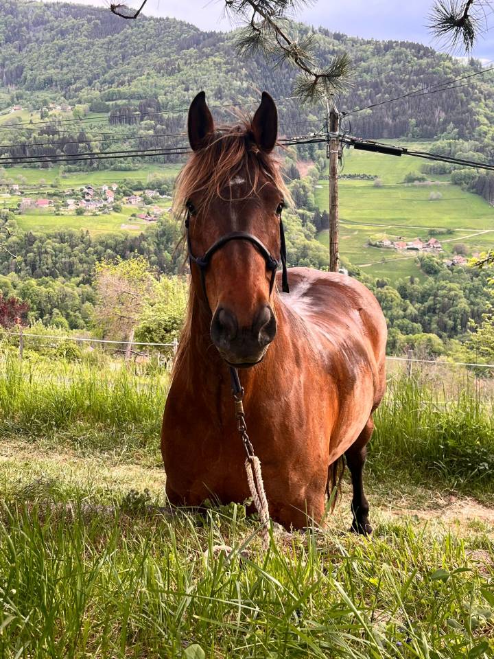 Cheval ONC 6 ANS