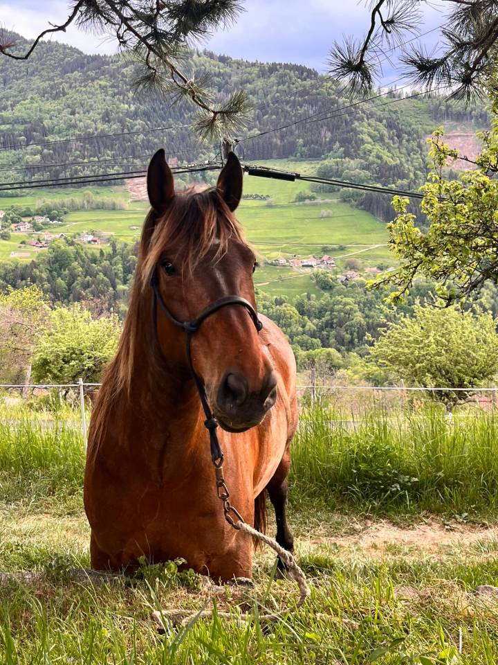 Cheval ONC 6 ANS