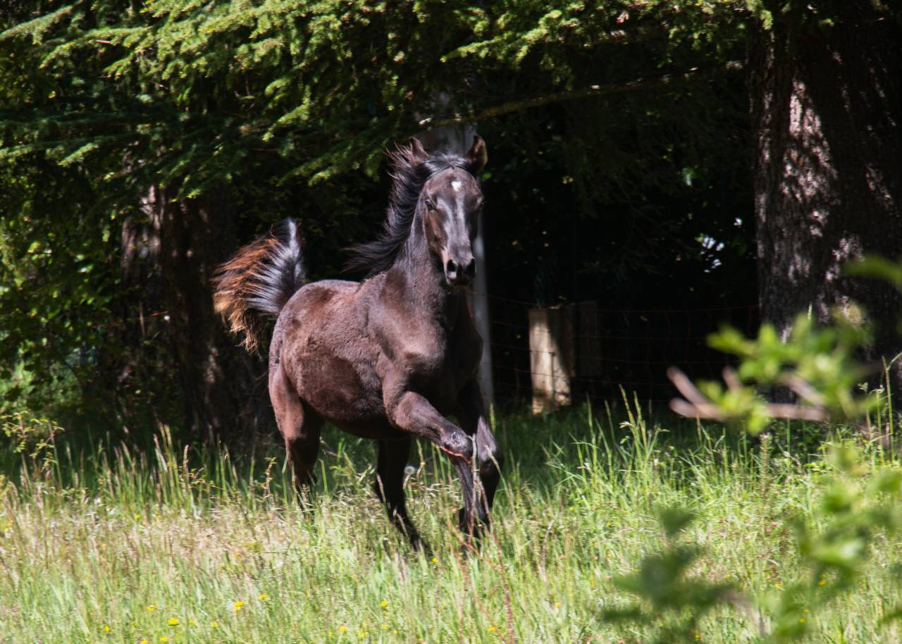 Magnifique poulain pur sang arabe noir 
