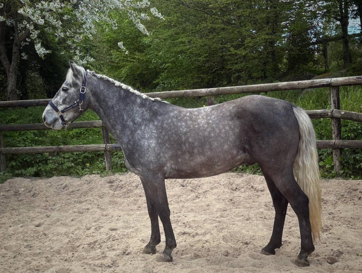 Hongre pp connemara 4 ans 