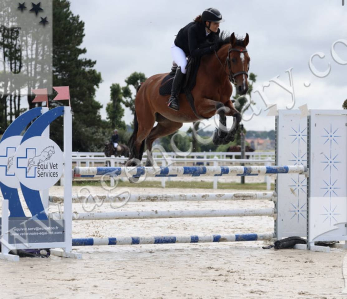 Hongre 6 ans - SF - 162cm