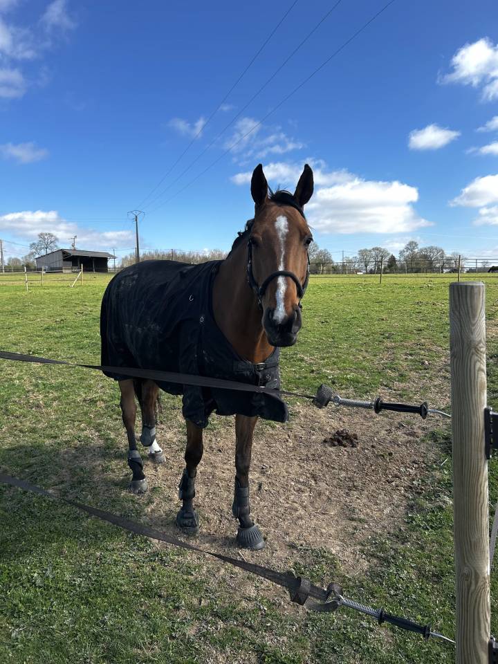 Hongre 6 ans - SF - 162cm
