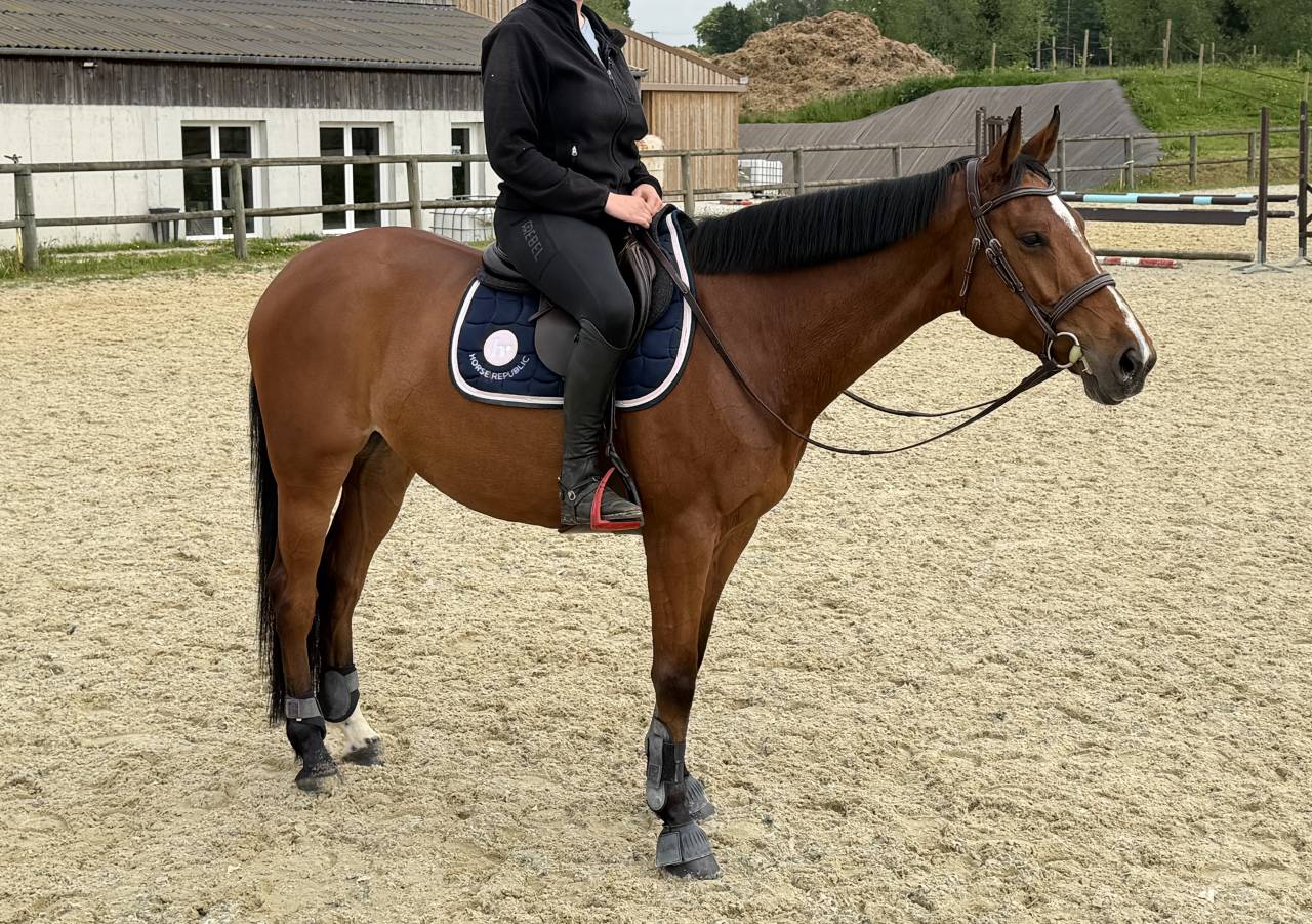 Hongre 6 ans - SF - 162cm