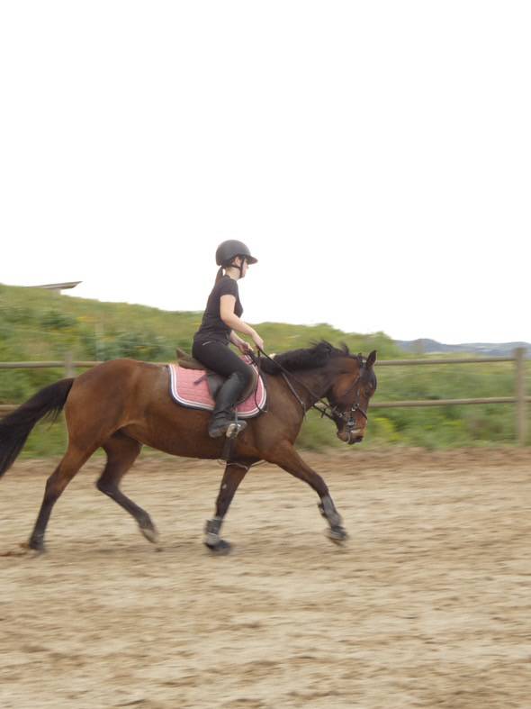cheval &agrave; vendre jument 7 ans gros potentiel 