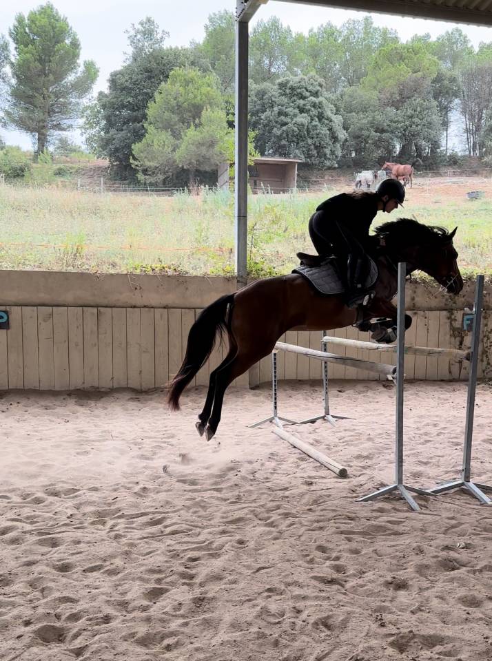 cheval &agrave; vendre jument 7 ans gros potentiel 