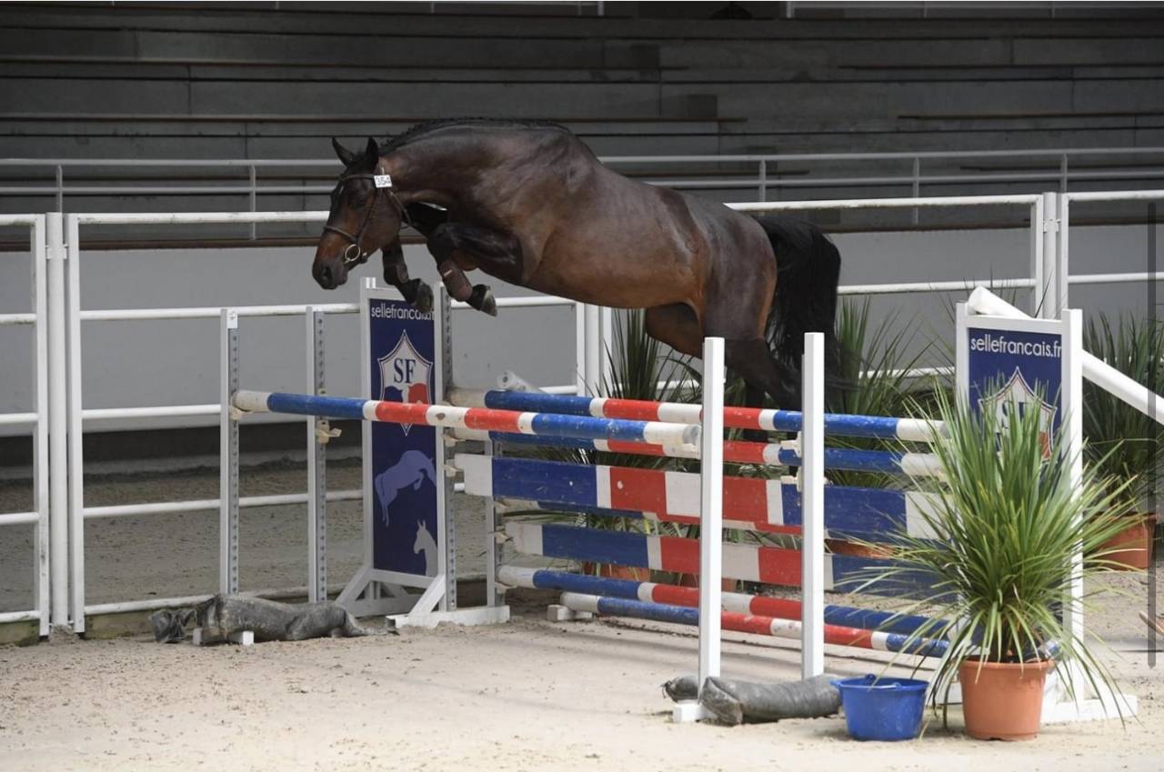 Cheval Selle Fran&ccedil;ais 