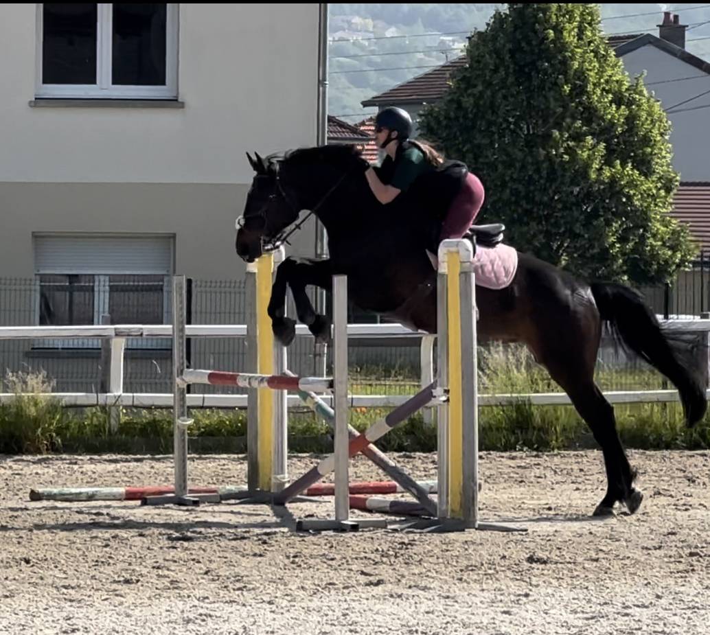 Cheval Selle Fran&ccedil;ais 