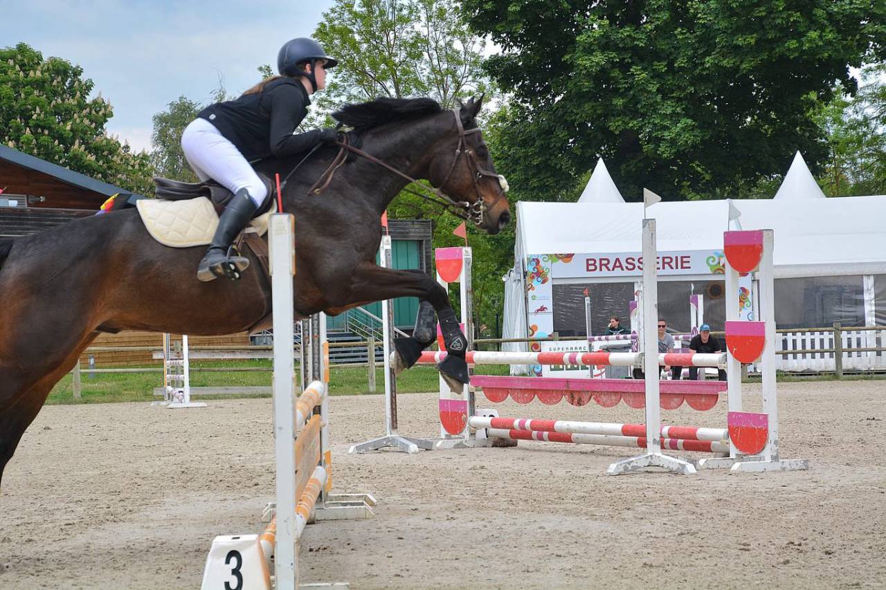 Cheval Selle Fran&ccedil;ais 