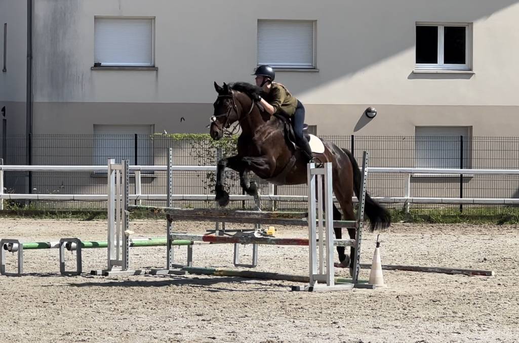 Cheval Selle Fran&ccedil;ais 