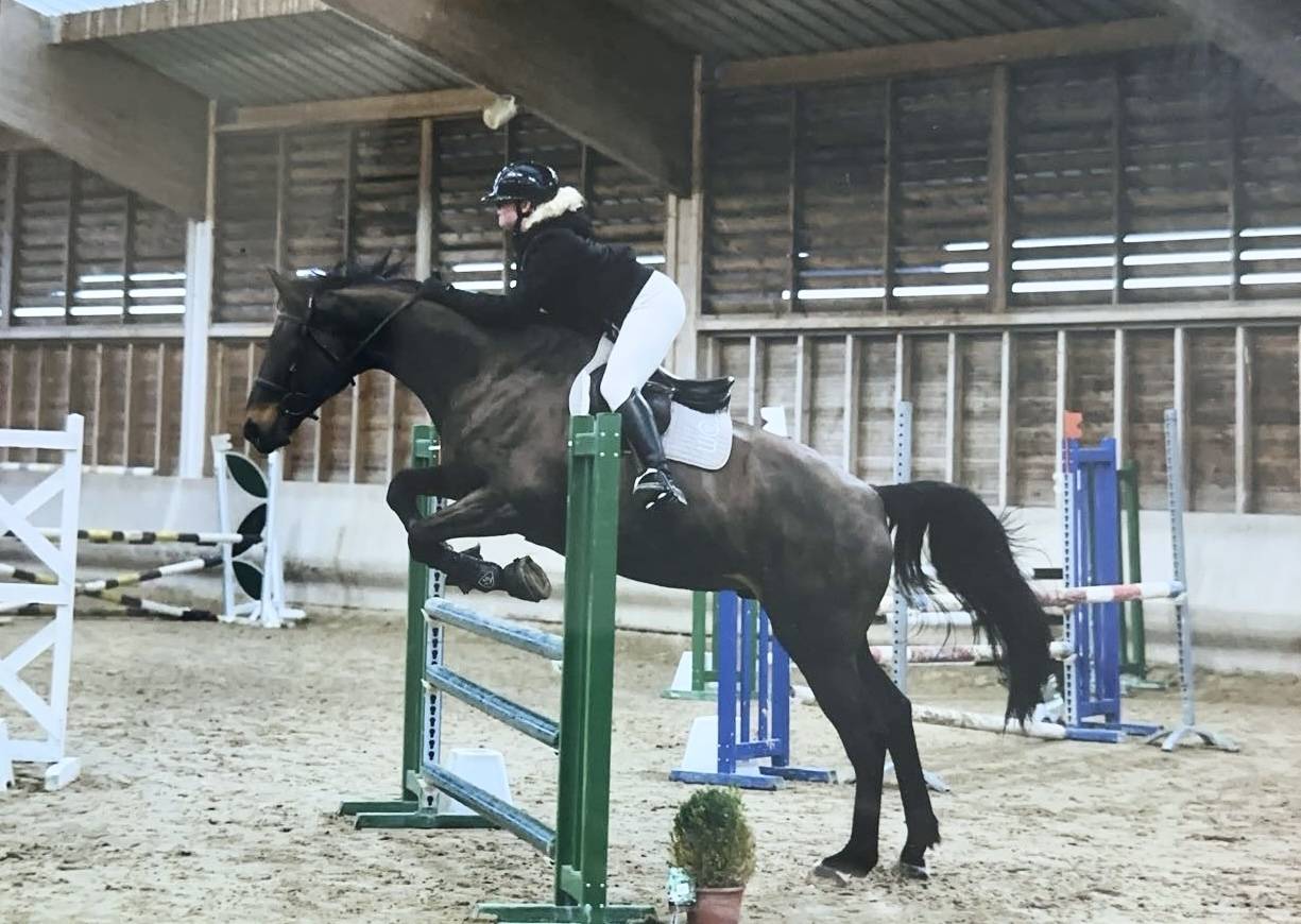 Cheval Selle Fran&ccedil;ais 