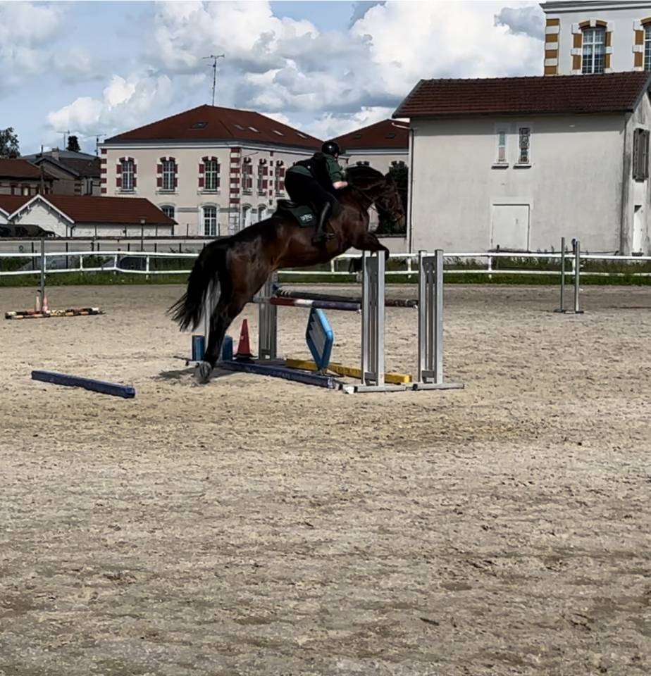 Cheval Selle Fran&ccedil;ais 