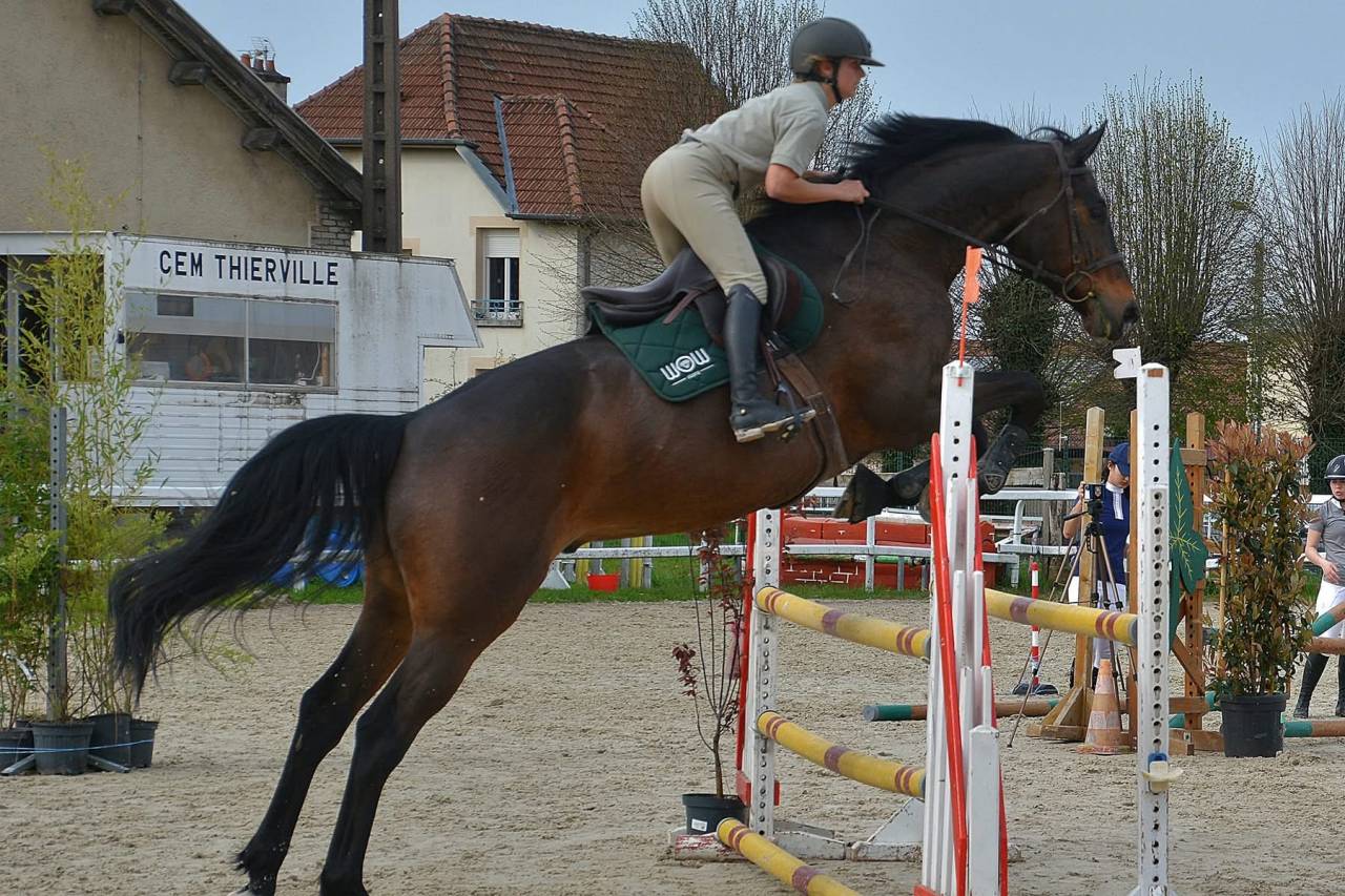 Cheval Selle Fran&ccedil;ais 