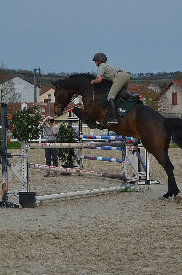 Cheval Selle Fran&ccedil;ais 
