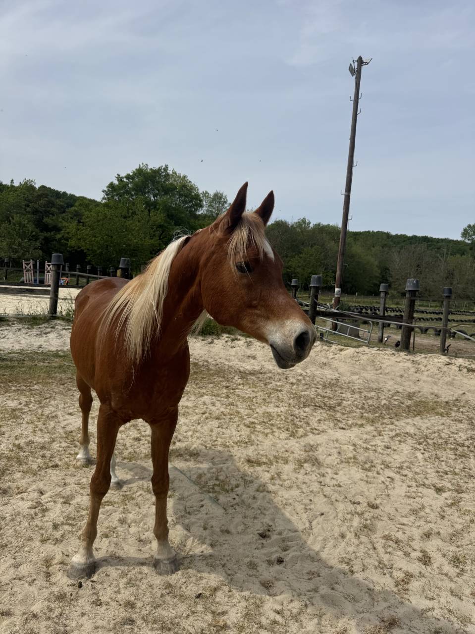 Cheval 