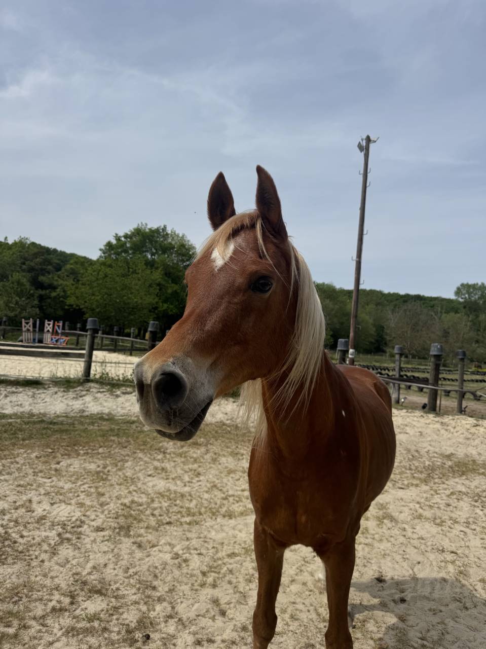 Cheval 