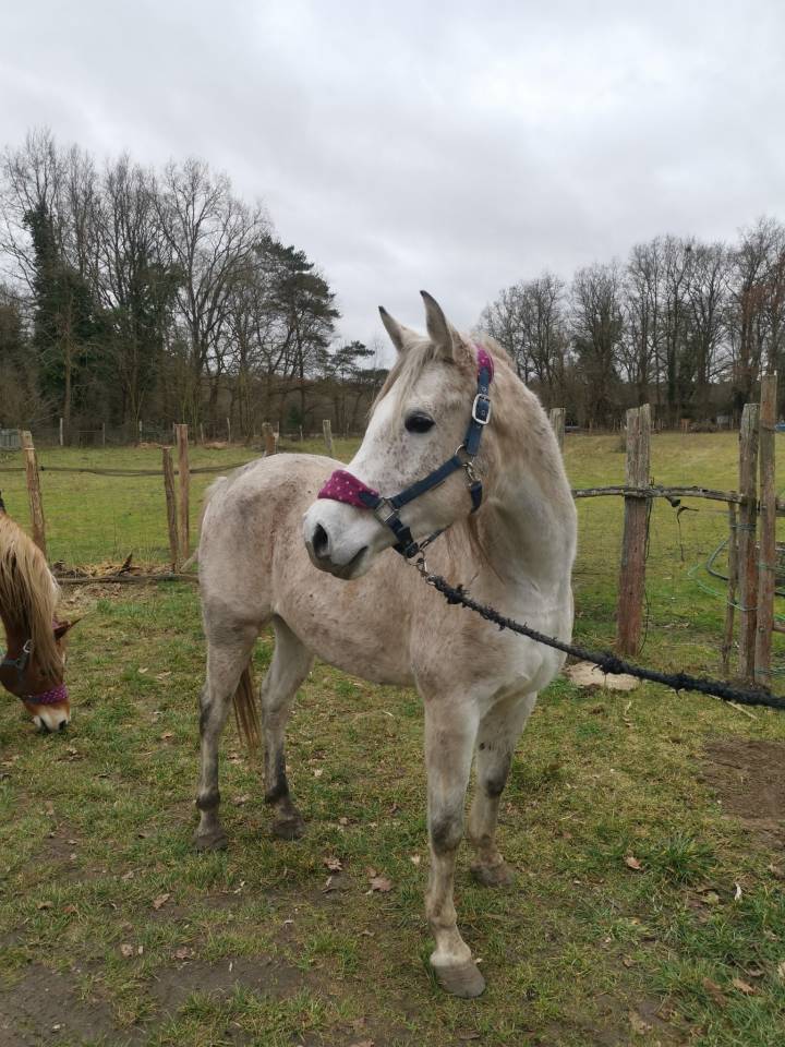Cheval 