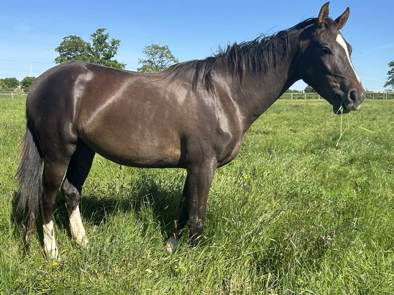 Jument 3 ans Dressage