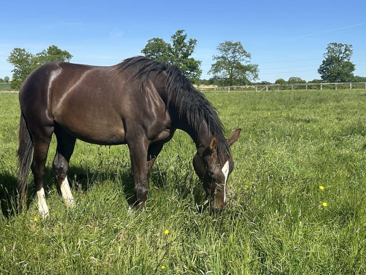 Jument 3 ans Dressage