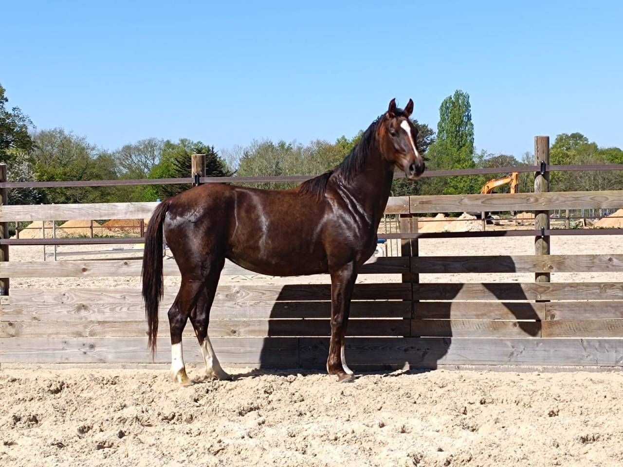 Jument 3 ans Dressage