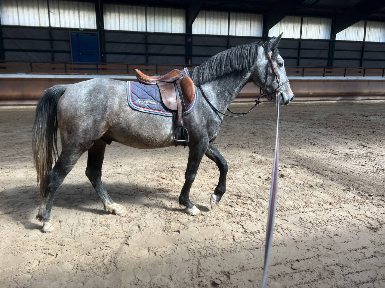 Poney oc 4ans 