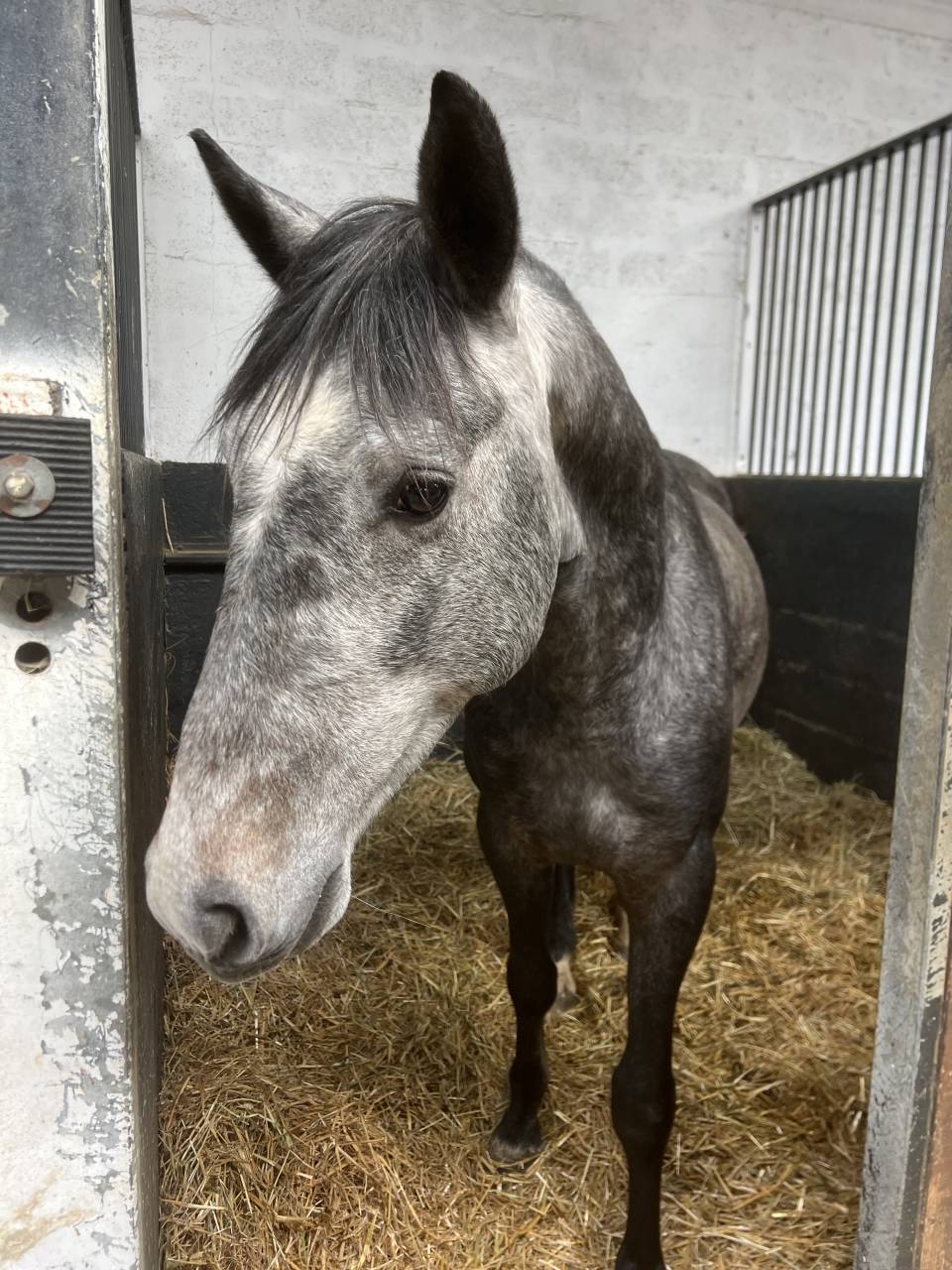 Poney oc 4ans 