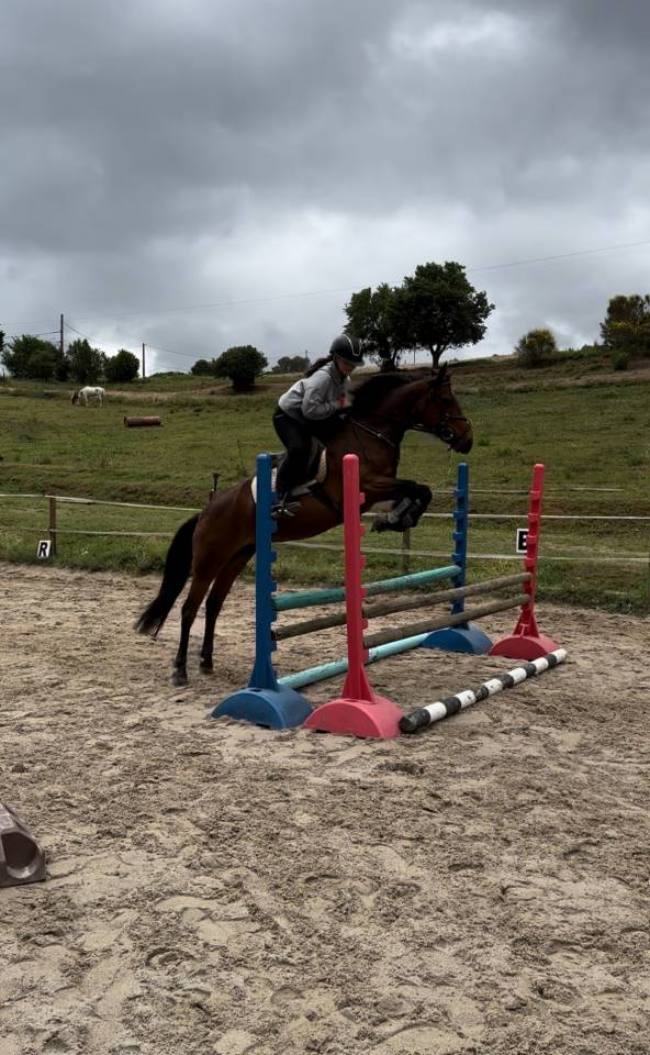 cheval &agrave; vendre 