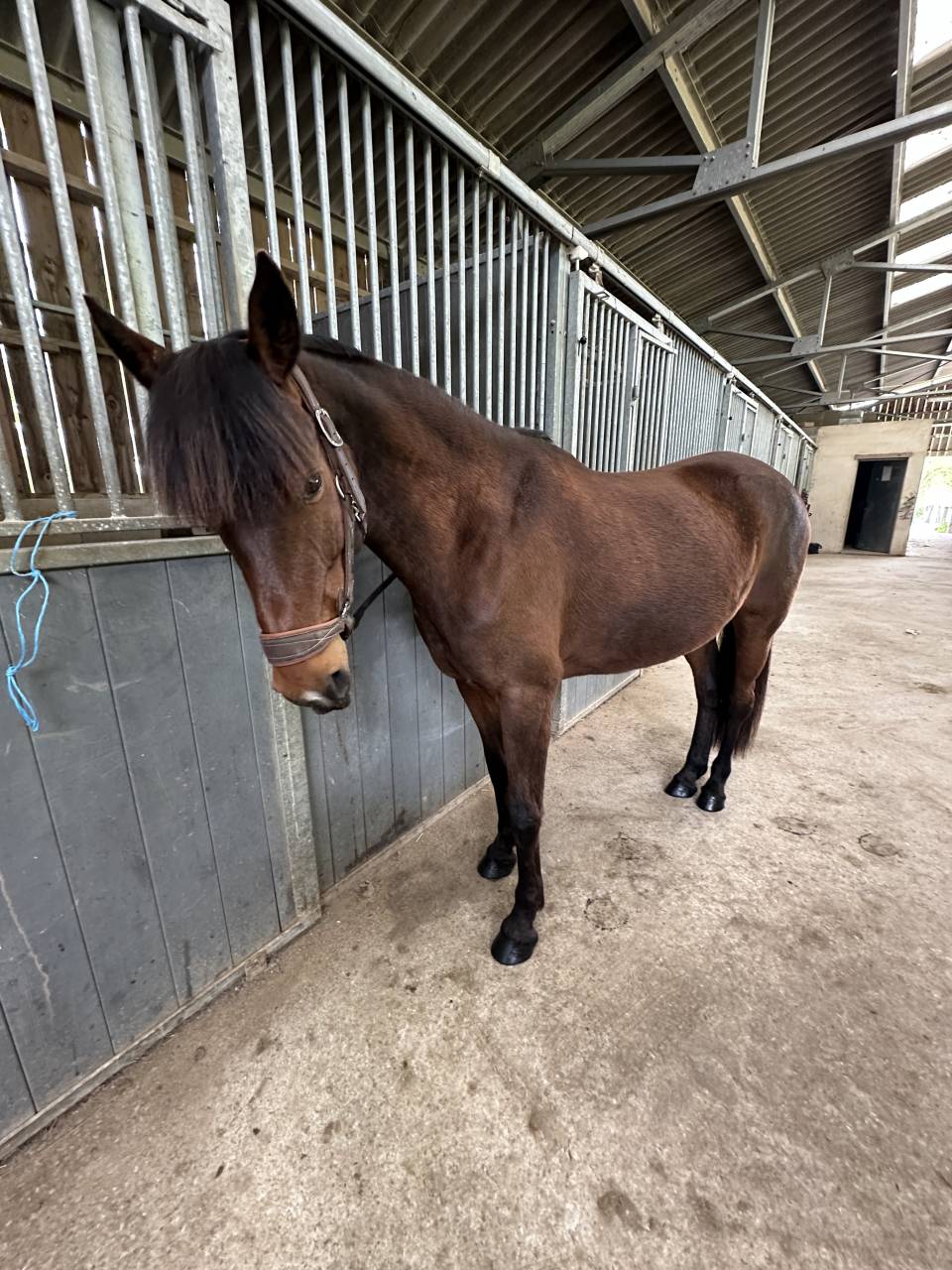 cheval &agrave; vendre 