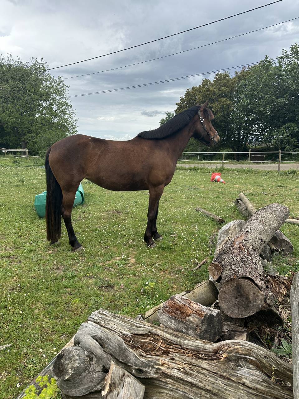 cheval &agrave; vendre 