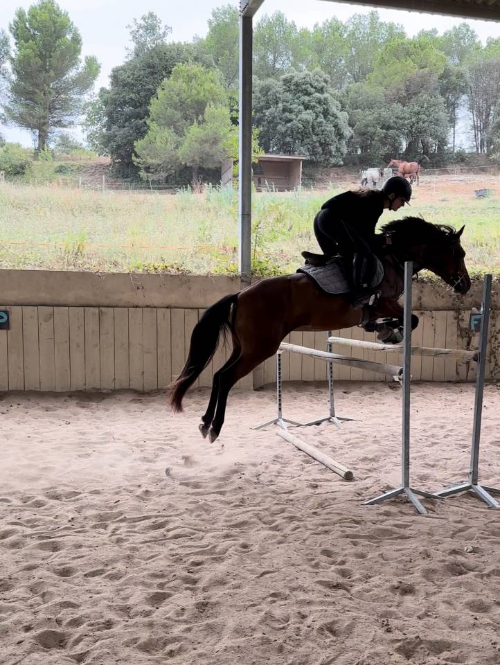 cheval &agrave; vendre 