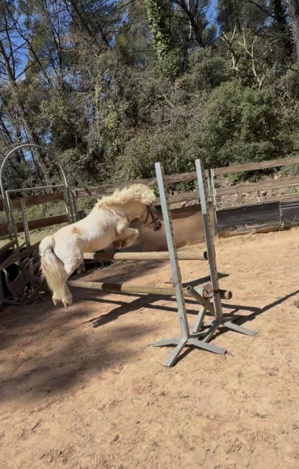 Saillie Shetland ONC entier &ndash; Tr&egrave;s bon potentiel CSO
