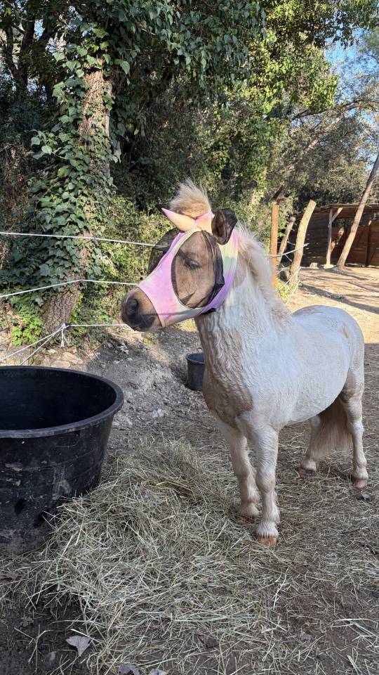 Saillie Shetland ONC entier &ndash; Tr&egrave;s bon potentiel CSO