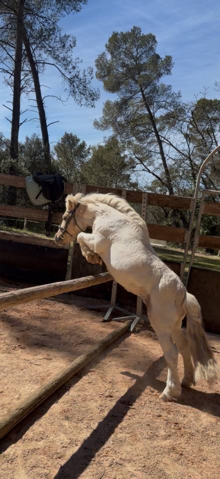 Saillie Shetland ONC entier &ndash; Tr&egrave;s bon potentiel CSO