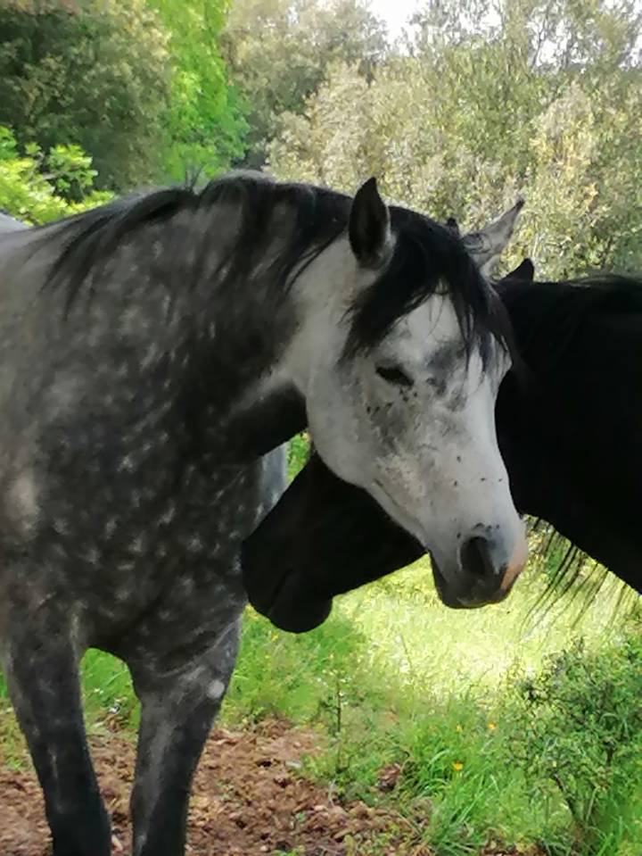 Jument pur-sang arabe grise origines espagnoles