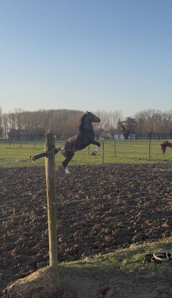 Jeune cheval Franches-montagnes/ Pure sang arabe