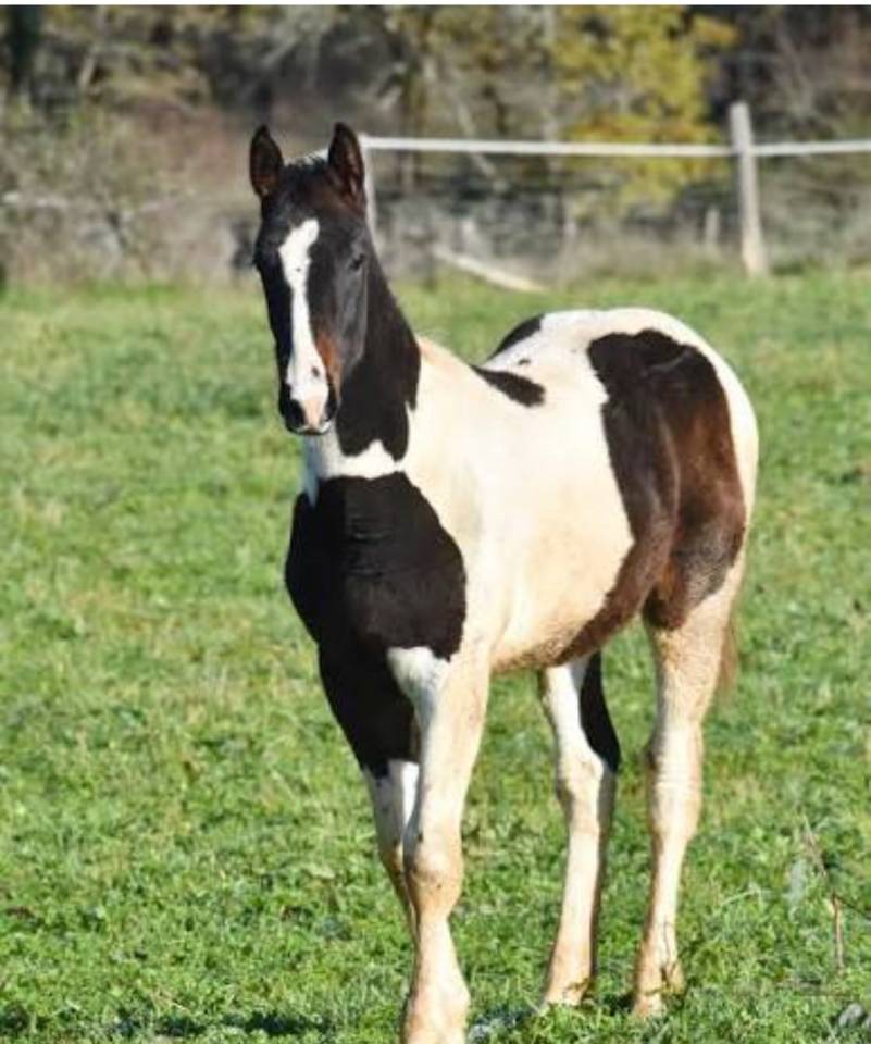 Magnifique poulain de 9 mois ❤️