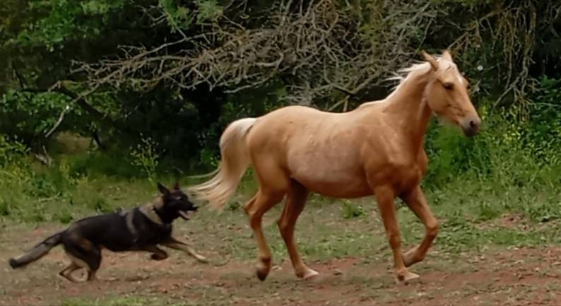 Palomino poulain hongre 