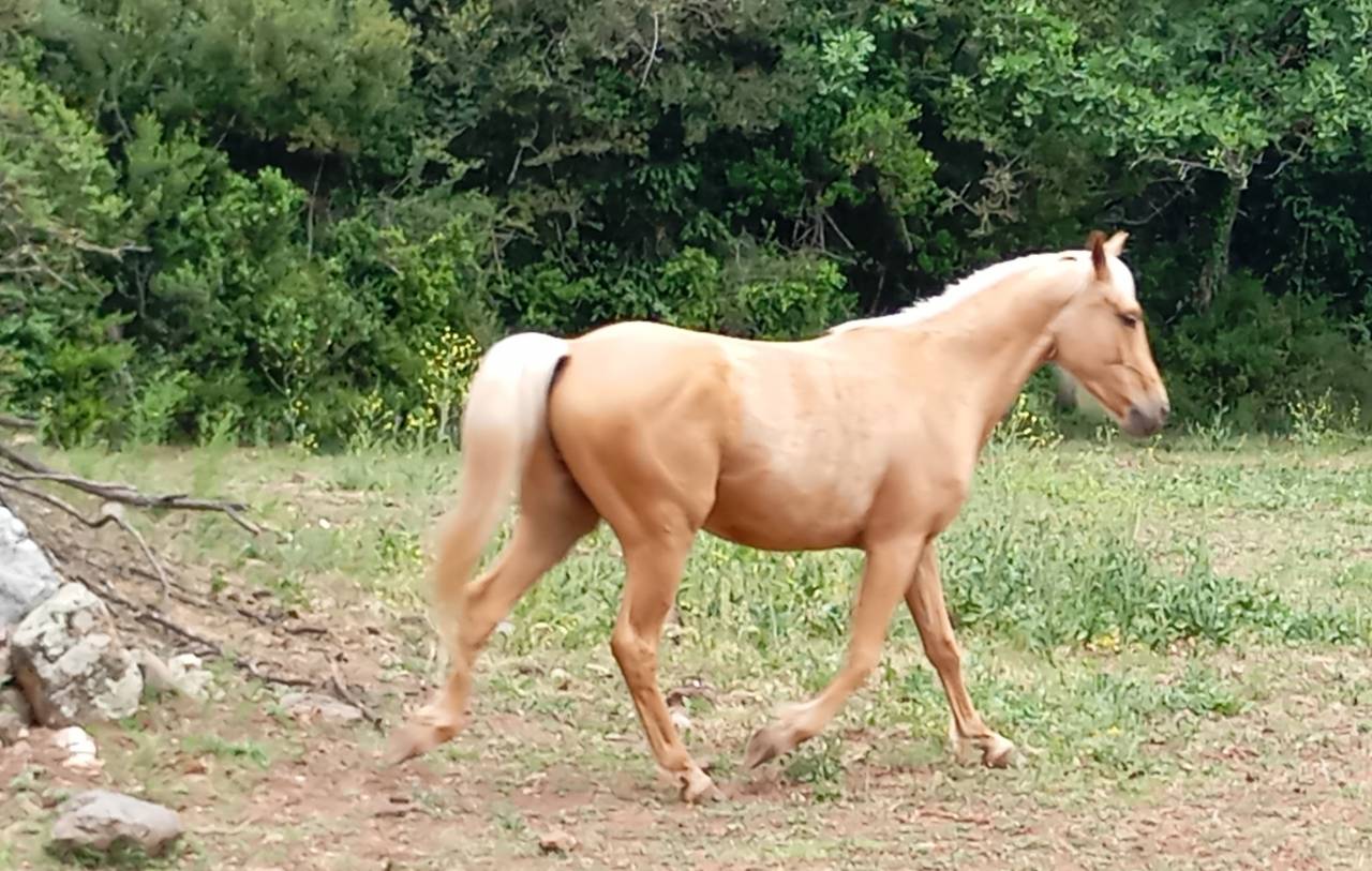 Palomino poulain hongre 