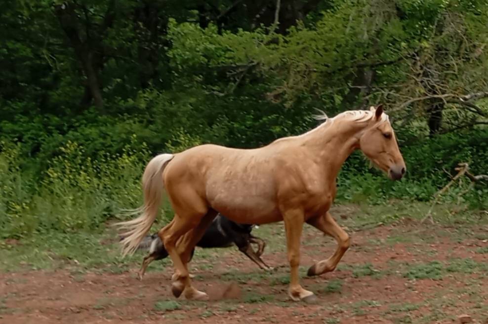 Palomino poulain hongre 