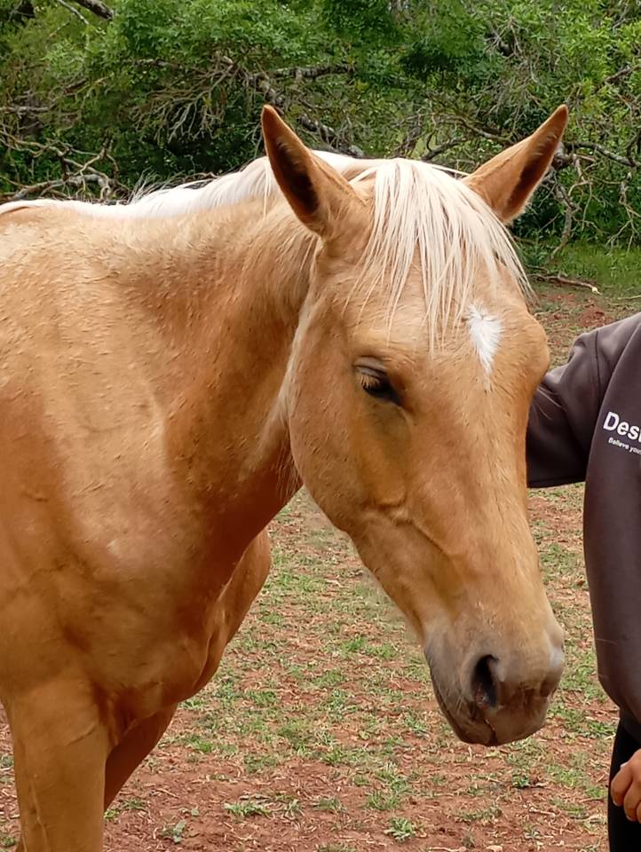 Palomino poulain hongre 